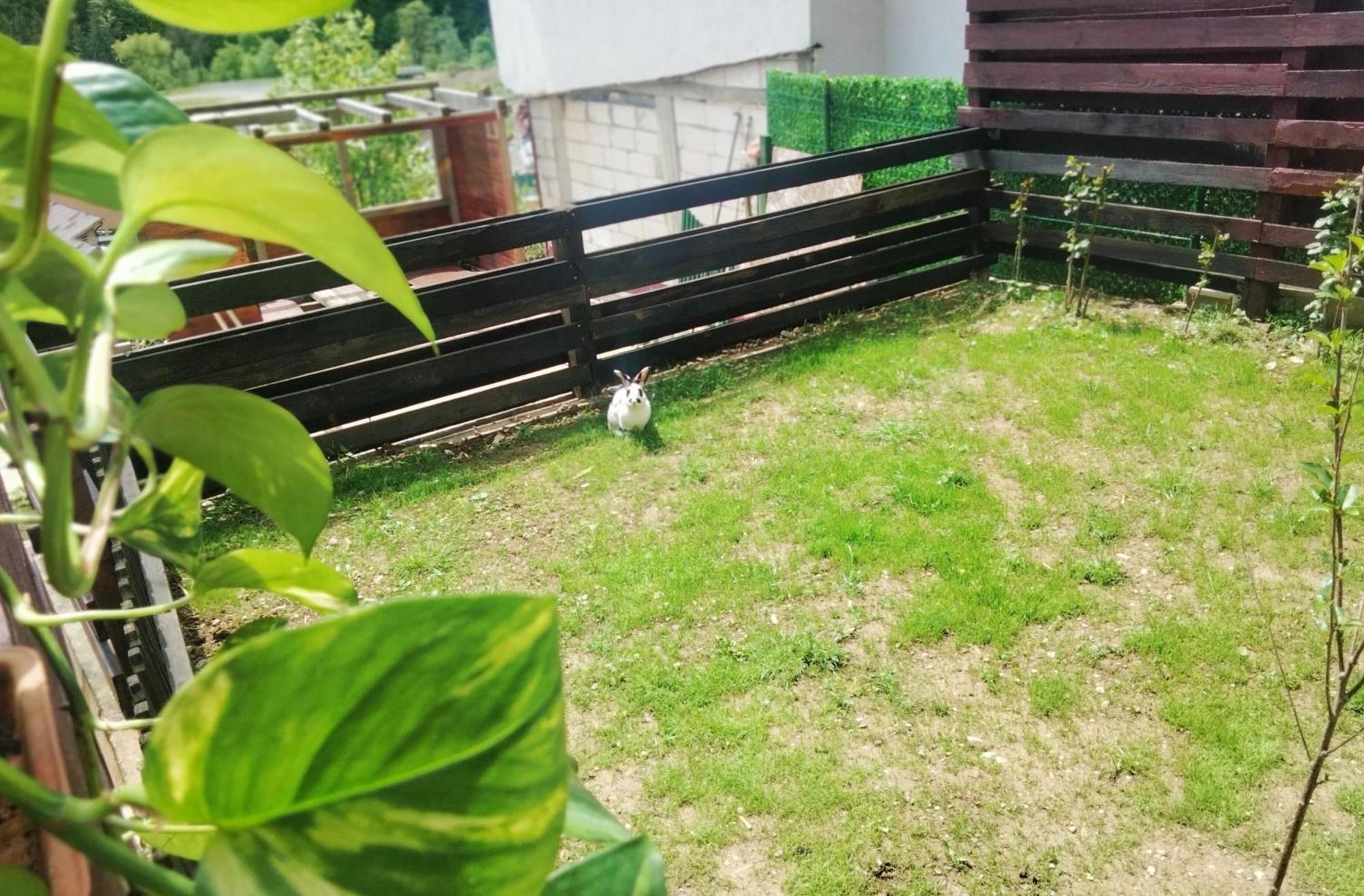 Doi Iepuri Apartment Azuga Bagian luar foto